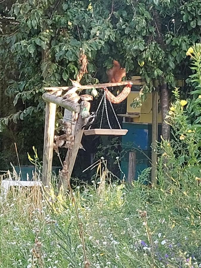 Logeerruimte in gerenoveerde boerderij in Wachtum Appartement Buitenkant foto